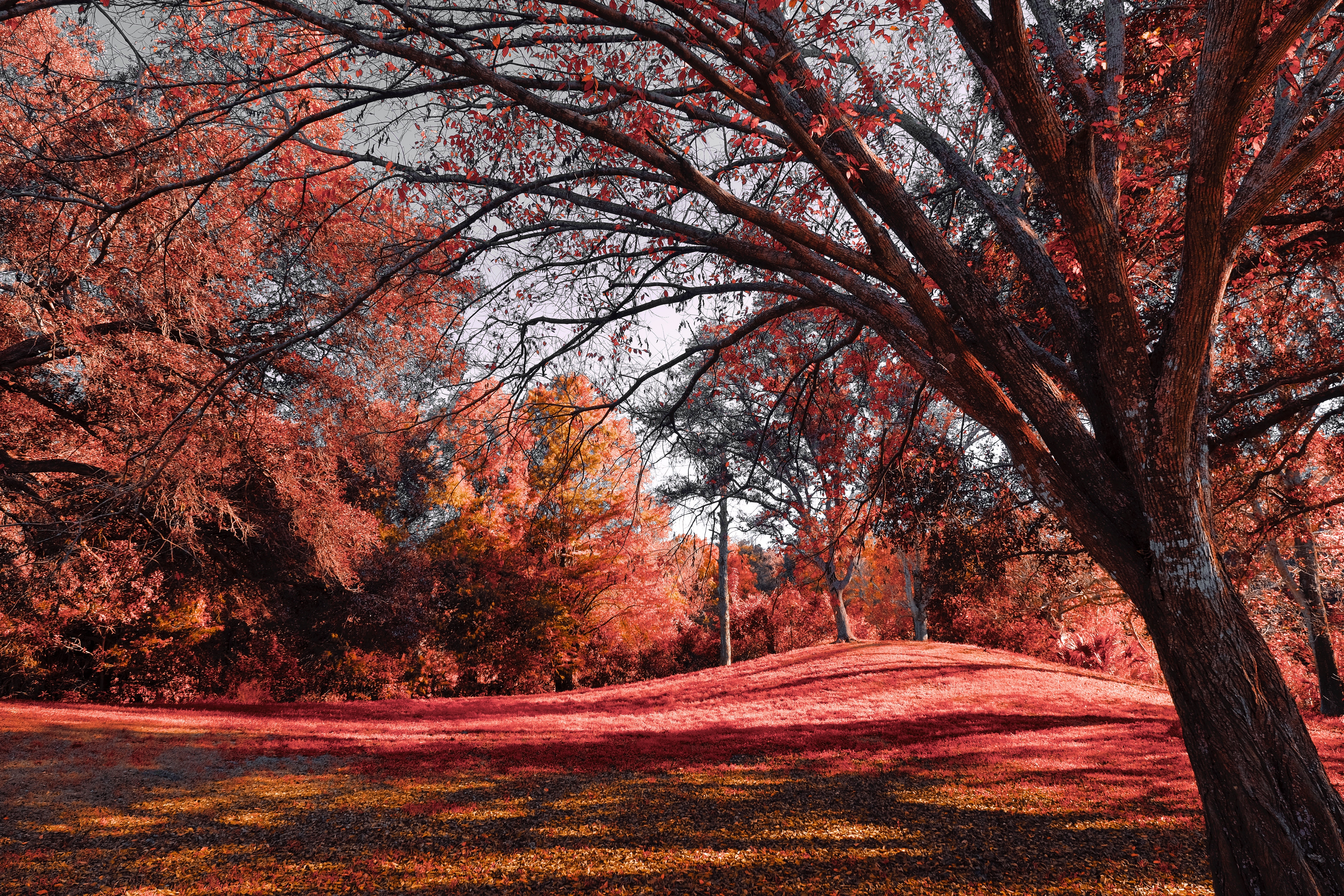 A landscape image of a hill with an aerochrome filter, causing all the green to turn to red.