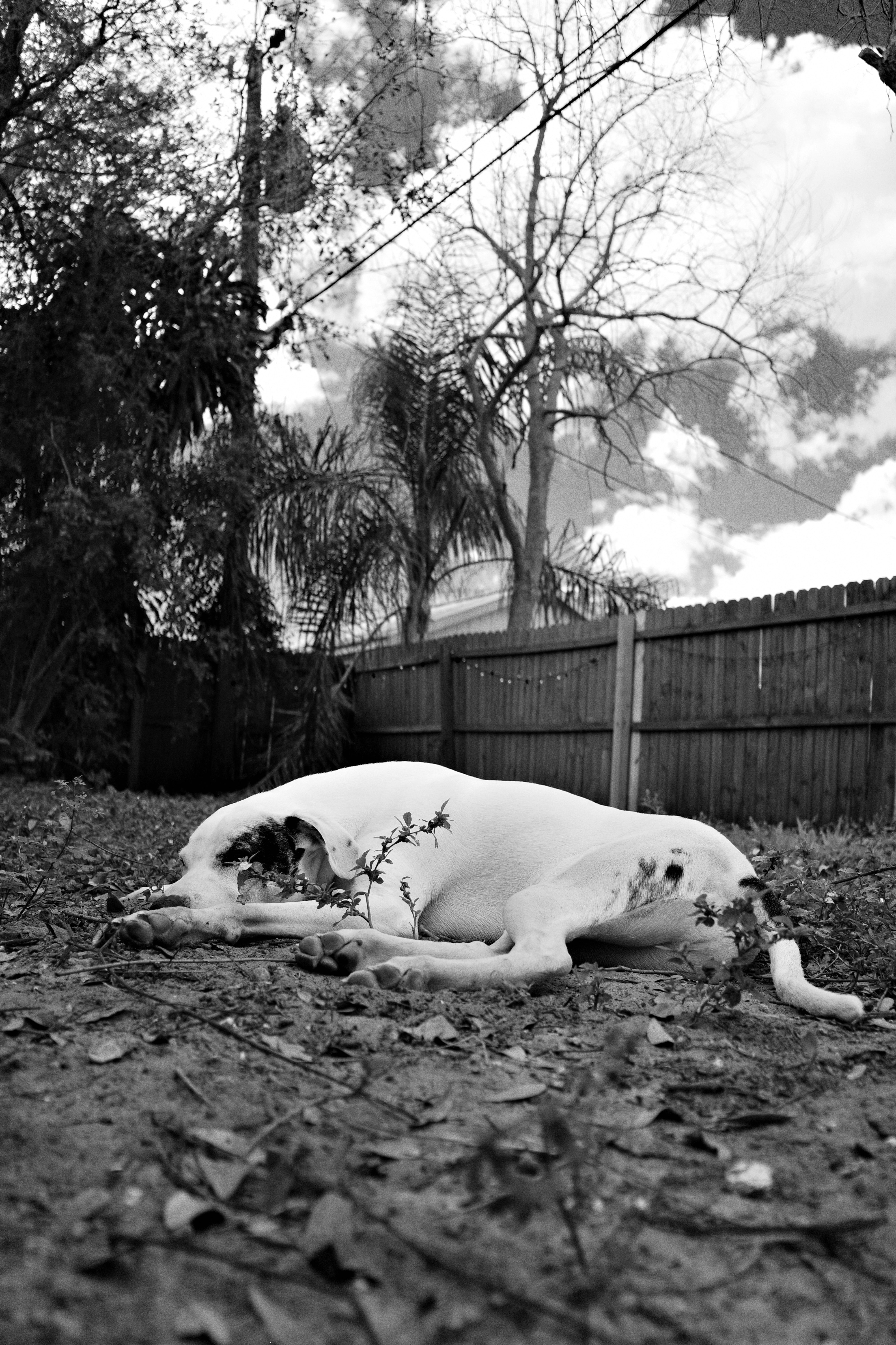 A dog in a yard, sleeping peacefully on a partly cloudy day. Monochrome.