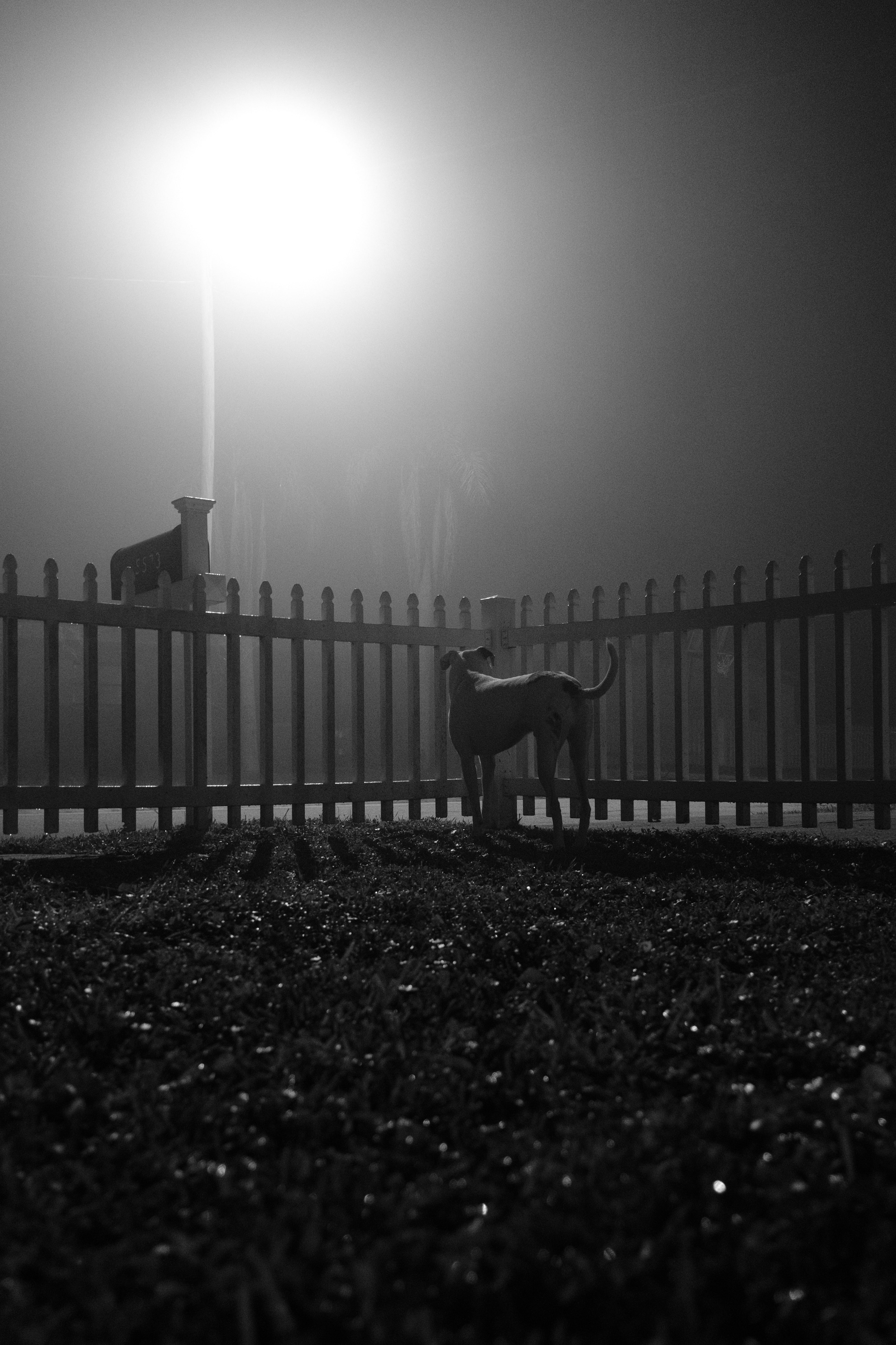 A dog in a yard encased by a white picket fence, stands guard in the ominous fox as the street is lit up the street lamp. Monochrome.