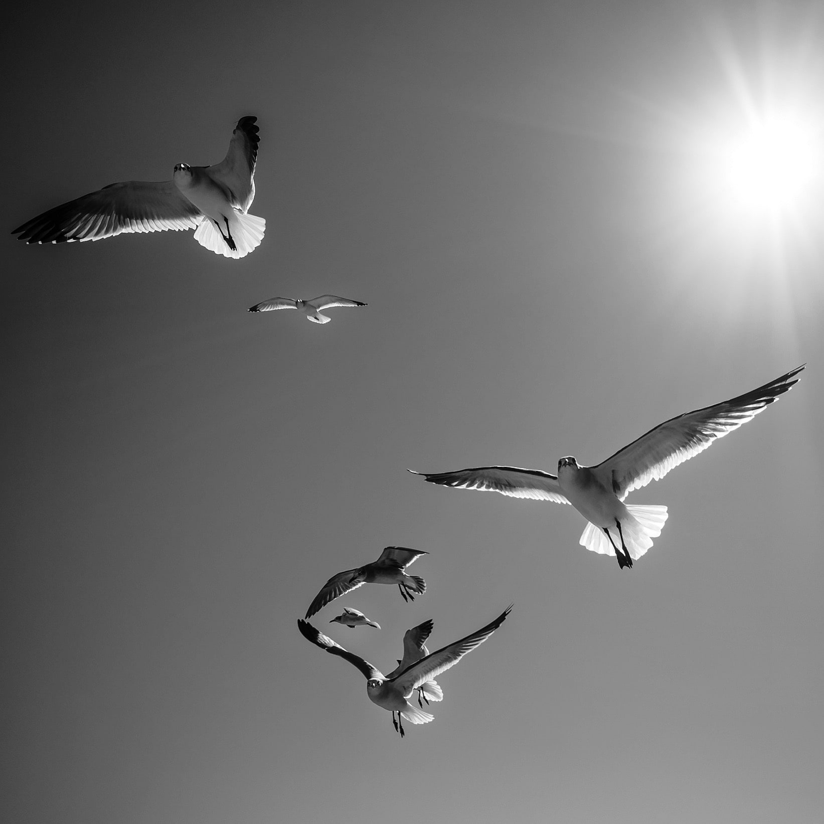 A group of 7 gulls, flying in the air, with the sun beaming from behind. Monochrome.